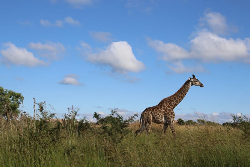 running giraffe